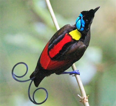 Documenting the Diversity: A Field Guide to Birds of Paradise